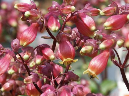 カランコエ Kalanchoe カランコエ Kalanchoeの写真