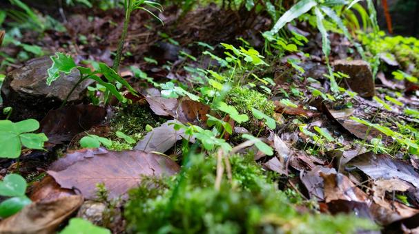 緑のささやき、クローバーの森 緑のささやき、クローバーの森 クローバー,森,緑の写真素材