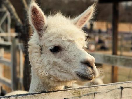 アルパカ アルパカ,動物,欧米の写真素材