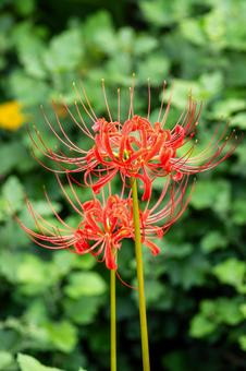 ヒガンバナ⑾ 花,ヒガンバナ,マンジュシャゲの写真素材