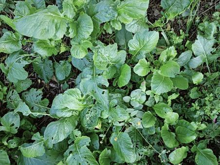葉っぱ1006 植物,自然,緑の写真素材