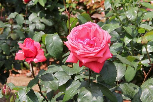 バラ・薔薇 ドフトボルケ バラ・薔薇 ドフトボルケ ドフトボルケ,duftwolke,風景マクロの写真素材