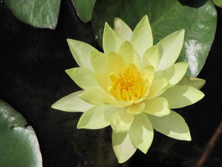睡蓮a 睡蓮a 睡蓮,スイレン,黄色い花の写真素材