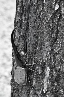 ヘラクレスオオカブト ヘラクレスオオカブトの写真
