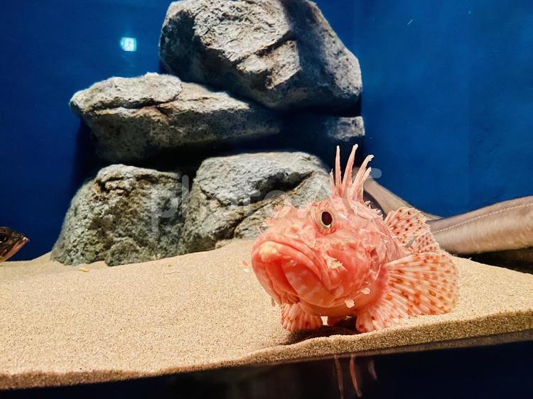 アホ面 水族館,魚,アクアスの写真素材