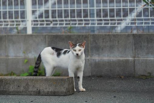 こちらをじーっと見つめる牛柄猫 こちらをじーっと見つめる牛柄猫 牛柄猫,cawcat,ハチワレ猫の写真素材