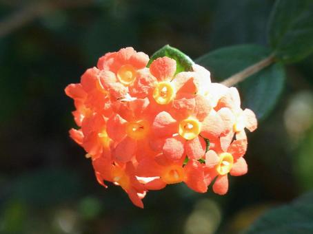 温室に咲く熱帯植物ベニマツリの花 温室に咲く熱帯植物ベニマツリの花の写真