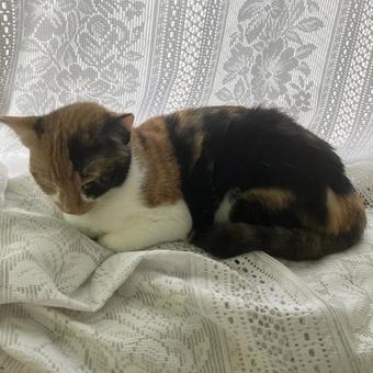 眠いなぁ 眠いなぁ 昼寝,可愛い,猫の写真素材