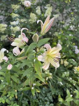 百合の花 百合の花 百合,ユリ,花の写真素材