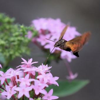 ホシホウジャク ホシホウジャクの写真