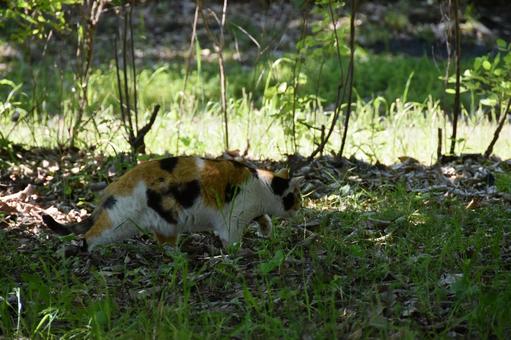 野良猫 猫,野良猫,屋外の写真素材