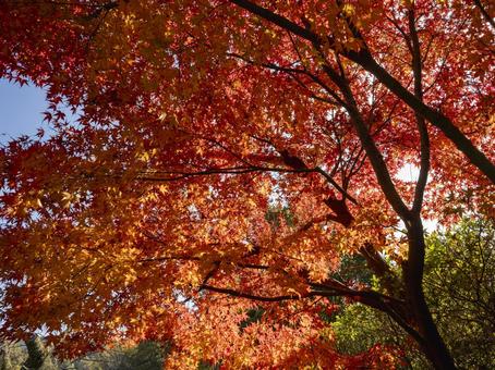 光透かす紅葉の天蓋 光透かす紅葉の天蓋 紅葉,もみじ,秋の写真素材