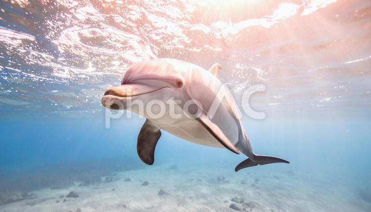 太陽の光が降り注ぐ海で遊ぶイルカ イルカ,海,水中の写真素材