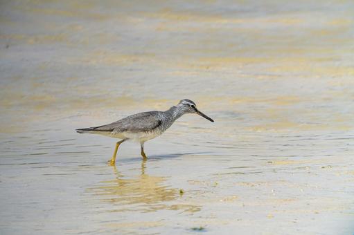 キアシシギ キアシシギの写真