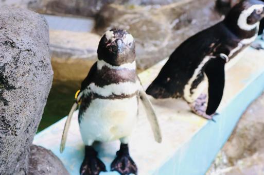 Penguin staring at you, JPG Penguin staring at you, JPG