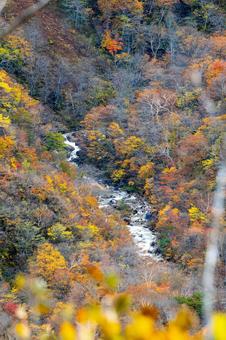 蔵王の紅葉(46) 蔵王,紅葉,秋の写真素材
