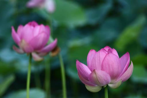 神聖な花 神聖な花 ハス,花,ハス科の植物の写真素材