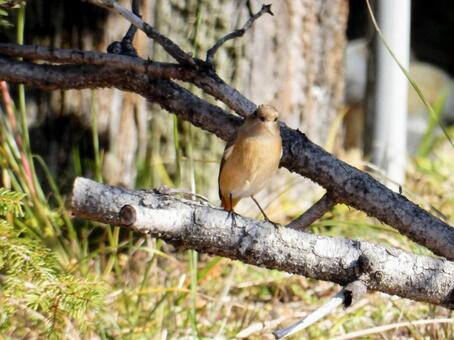 【鳥の写真】ジョウビタキ♀ ジョウビタキ,常鶲,自然の写真素材
