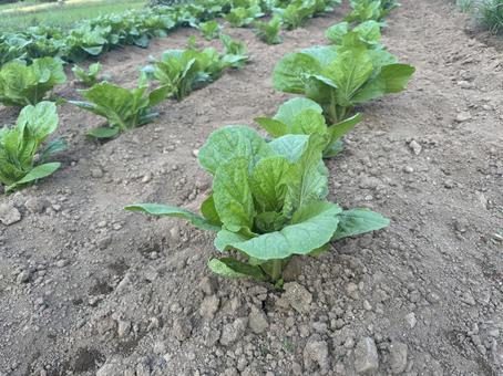 畑の白菜 畑の白菜 ハクサイ,白菜,畑の写真素材