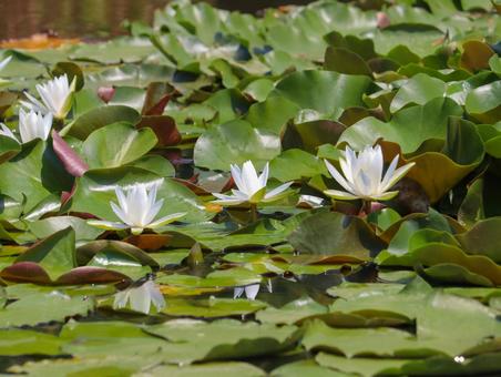 Water lilies, JPG