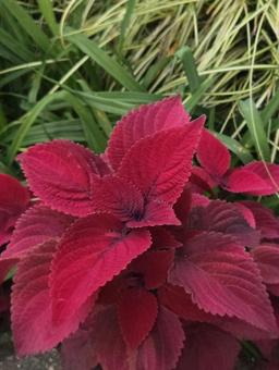 コリウス コリウス,ニシキジソ,花の写真素材