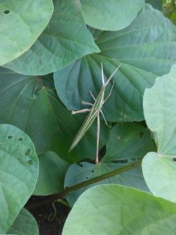 Short-horned grasshopper, JPG