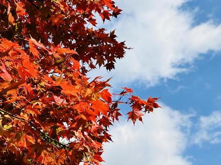 青空に映える真っ赤な紅葉 太平洋クラブ御殿場コース,もみじ,紅葉の写真素材