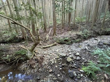 森の中の倒木と小川 森の中の倒木と小川 森,倒木,自然の写真素材