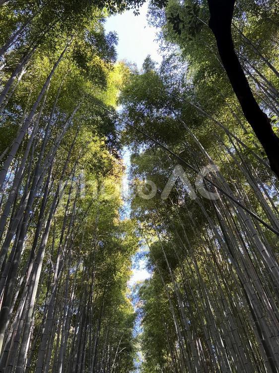 竹林の小径〜嵐山〜 竹林,植物,木漏れ日の写真素材