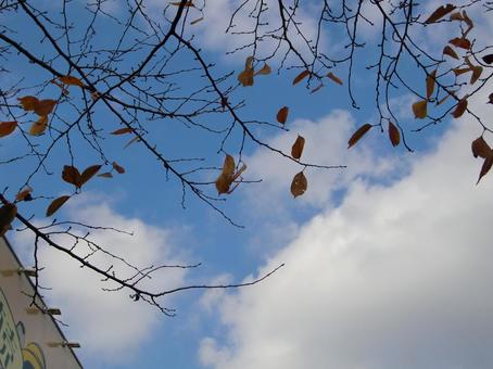 Remaining Autumn Leaves-7, JPG Remaining Autumn Leaves-7, JPG