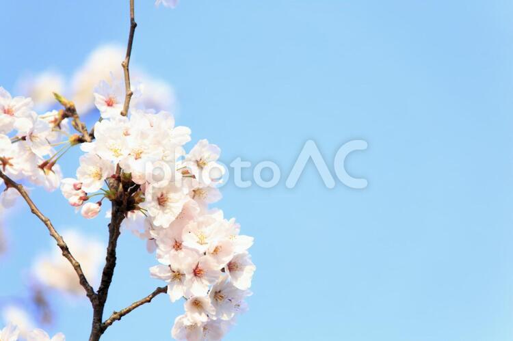 青空と桜 桜,サクラ,さくらの写真素材