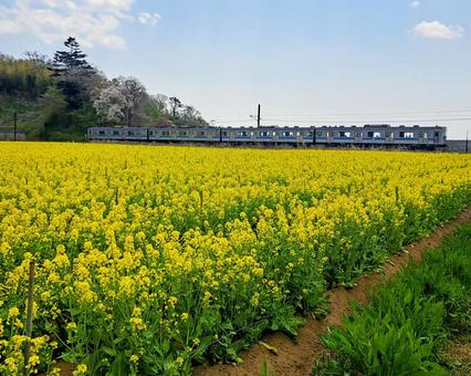 菜の花畑② 菜の花畑②の写真