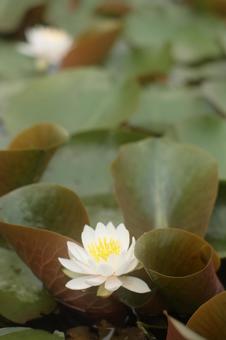 Photo, summer, wallpaper, lotus, 