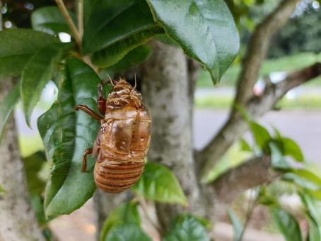 セミの抜け殻 セミの抜け殻 せみ,抜け殻,脱皮の写真素材