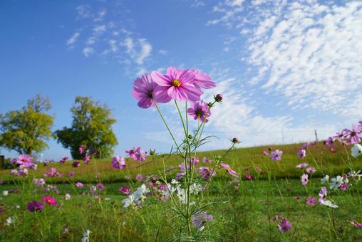 コスモスの咲く風景 コスモス,秋,晴天の写真素材