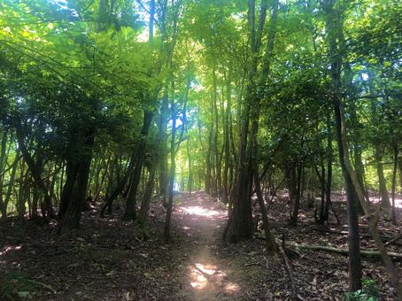 夏休みの冒険の写真