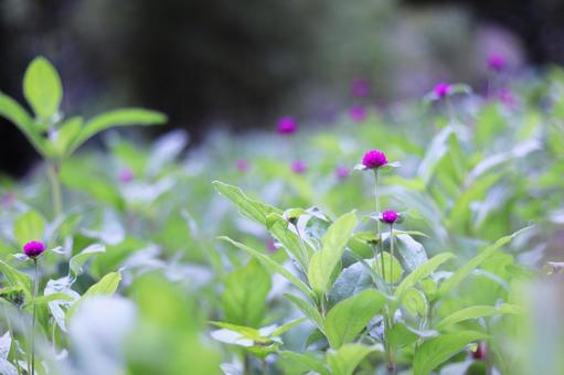 A field full of blooming amaranths, JPG