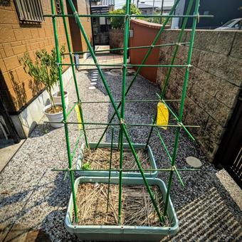家庭菜園用の竹竿 家庭菜園用の竹竿の写真