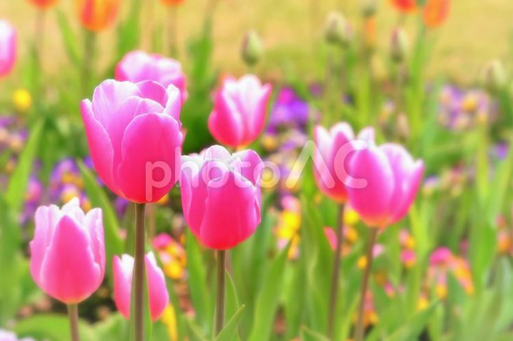 新緑と美しいピンクのチューリップ 植物,花,チューリップの写真素材