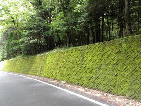 緑いっぱいの散歩道の写真