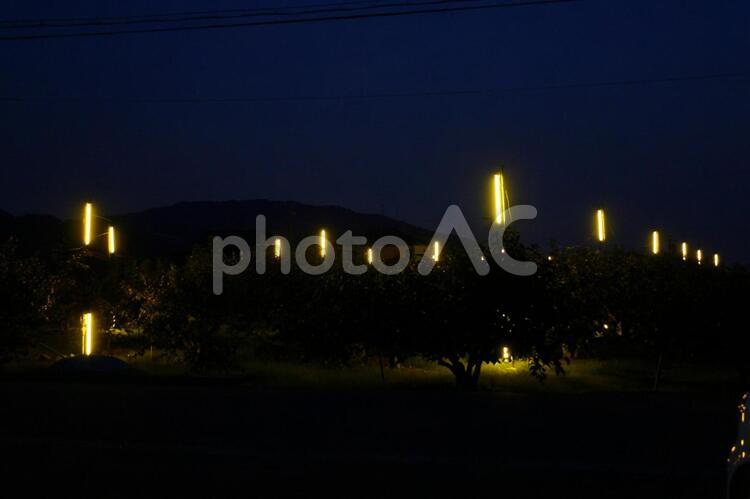 夜の柿畑と防虫灯 防虫灯,夜,畑の写真素材