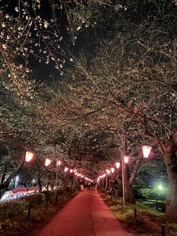権現堂公園 権現堂公園の写真