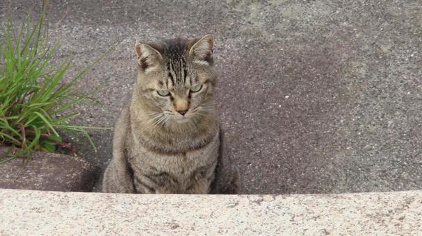 ちょこんとお座りしているあざと可愛い猫 ちょこんとお座りしているあざと可愛い猫 猫,キジトラ,お座りの写真素材