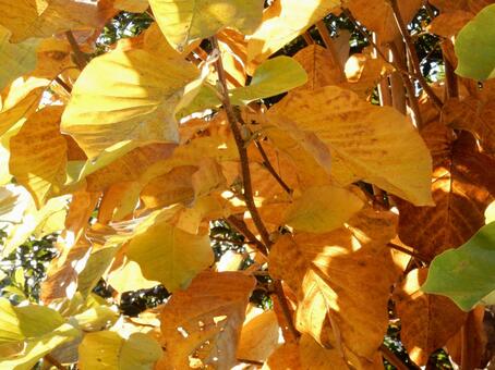 【風景写真】晩秋の風景 紅葉,葉っぱ,晩秋の写真素材