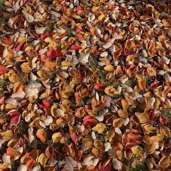 落ち葉の絨毯の写真