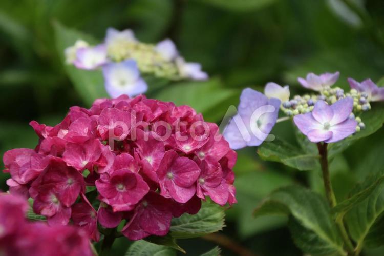 紫陽花 緑,外,屋外の写真素材