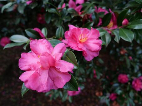 大島公園　山茶花 サザンカ,大島公園,伊豆大島の写真素材