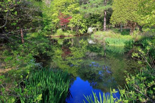 春の池 春の池の写真