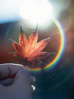 フレアと紅葉 フレアと紅葉の写真