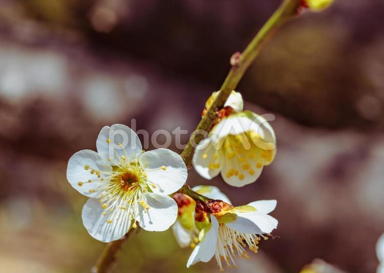 本庄運動公園　梅の花3ｰ38 本庄運動公園,梅の花,梅花の写真素材